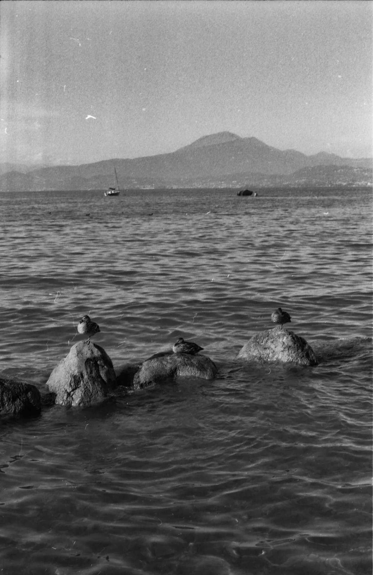Ducks at Garda