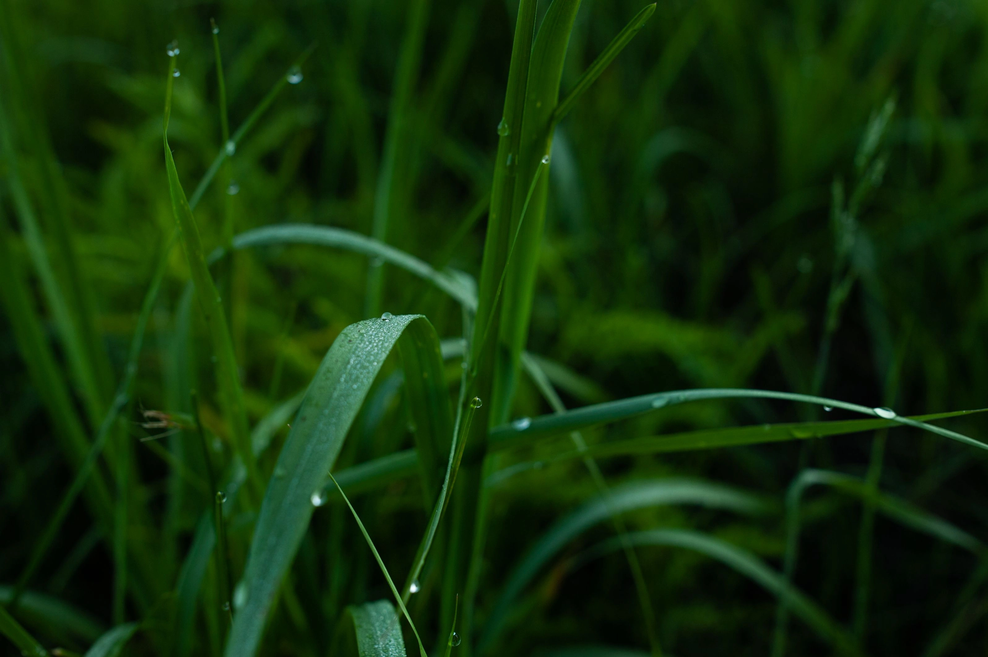 Nature Landscape 3